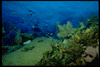 [Image: Small Link of a Reef]